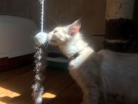 XXL liebe rote Rheinrassige  Maine Coon Dame sucht eine liebevolle Familie.