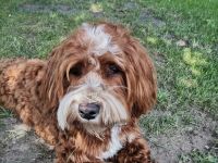 Havaneser Welpen mit Papieren aus liebevoller Familienzucht