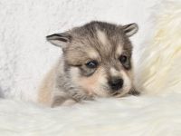 Alaskan klee kai Mädchen mit blauen Augen