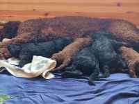 Großpudel Königspudel Welpen in liebevolle Hände abzugeben