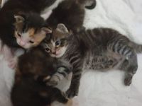 Kitten/ Katzenbabys abzugeben