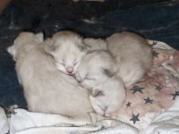 Heilige Birma Kitten