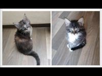Maine Coon/Norweger Geschwisterpaar suchen zusammen