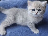 Reinrassige BKH Kitten