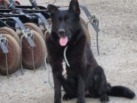 liebe,kastrierte Dolly vom Züchter raus geworfen, landete in der Tötung, die Tierschützerin rettete