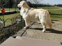 Golden Retriever Deckrüde kein Verkauf