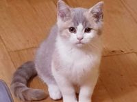 British Kurzhaar Kätzchen suchen ein neues Zuhause