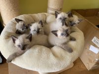 Siam Thai Kitten