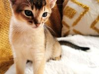 Abessinier Kitten - Katzenbabys