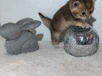 BKH Reinrassige kitten Gold Farbe