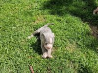 Old english Bulldogge