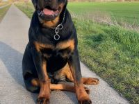 Rottweiler Junghund