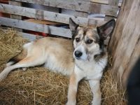 6 Husky /Leonberger Mix Welpen