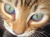 Russisch Blau Bengal Mix Kitten Katze