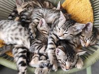 Russisch Blau Bengal Edelmix