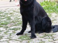 Altdeutsche Schäferhündin DDR-Linie komplett schwarz sucht