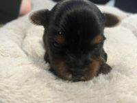 2 Yorkshire Terrier Welpen suchen neues Zuhause