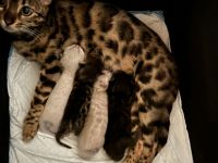 Bengal Kitten