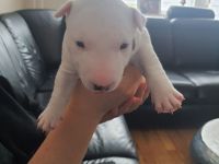 Miniature Bullterier mit Ahnentafel