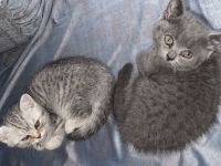 Süße BKH Kätzchen