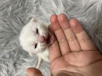 Britischlanghaar bengal mix kitten