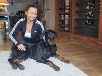 Zuckersüße Dobermannwelpen geb. Am 07.05.2023