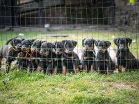 Beauceron-Welpen mit FCI papieren aus der Tschechischen Rep.