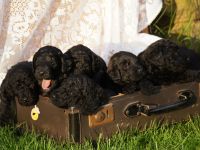 Labradoodle Welpen Medium F1bb mit Papieren