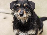 Turbó sucht ein Zuhause