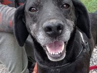 Pasci sucht ein Zuhause