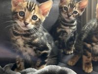 Bengal baby’s kitten