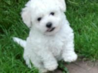 Allergiefreier Bichon frise Welpe