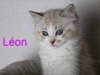 Ragdoll mit Stammbaum