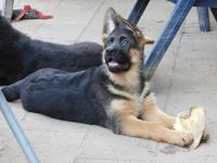 Deutsche Schäferhund Welpen