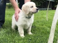 Golden Retriever mit Ahnentafel !TOP!