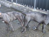 Cane Corso Italiano Welpen