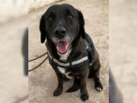 Daffy sucht sein Zuhause