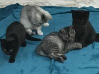 Bkh/Ekh mix Kitten suchen ihre zukünftige Familien