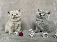 BKH Kitten mit Stammbaum