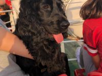 Englische Cockerspaniel Welpen