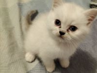 BKH Kitten weiß (nur noch eins frei)