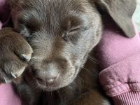 Reinrassige Labrador Welpen mit Ahnentafel