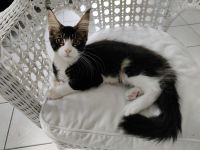 Maine Coon Kitten Kater Bicolor Black
