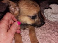Süßer Mini Chihuahua Mix sucht  Kuschelplatz