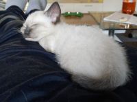 Siam kitten