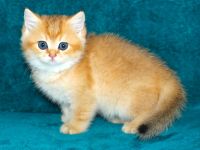 BKH Kätzchen Mädchen mit Stammbaum, Kitten