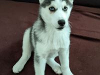 Weibliche Husky Welpe