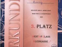 Jack Russell Deckrüde