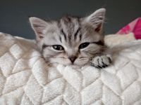 Bhk Kater kitte zu verkaufen