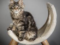 ❤️ Maine Coon Kitten mit Stammbaum ❤️